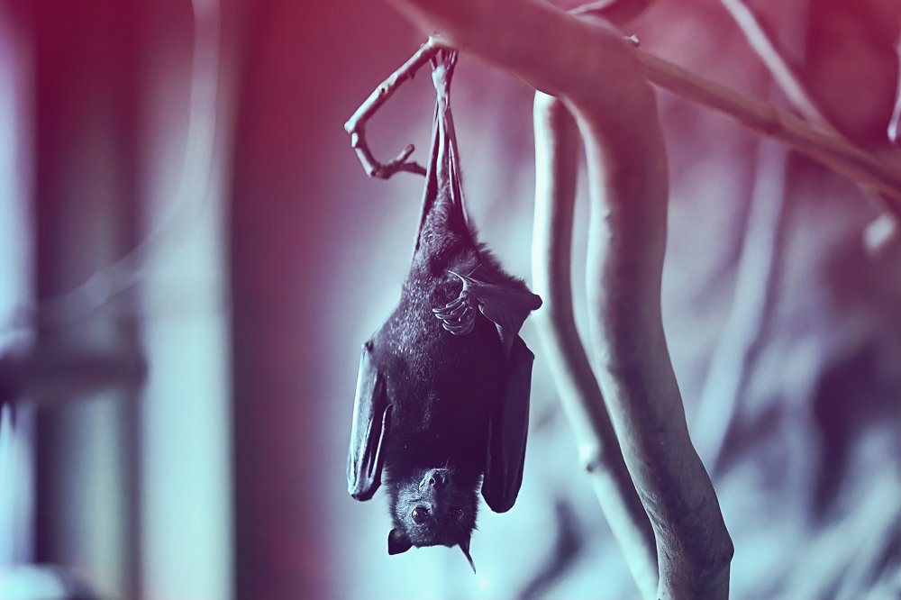 I don't bite give me five