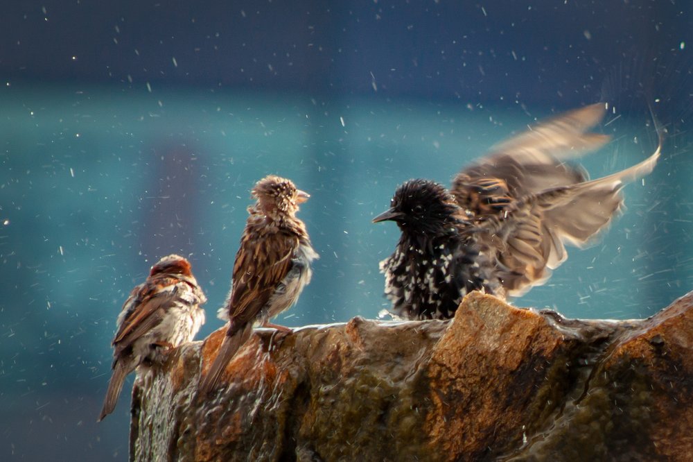 Скворец и воробьи