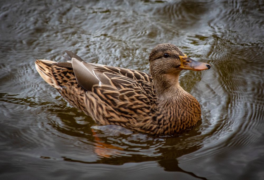 Photograph by Ольга Сафронова
