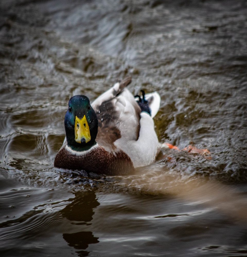 Photograph by Ольга Сафронова