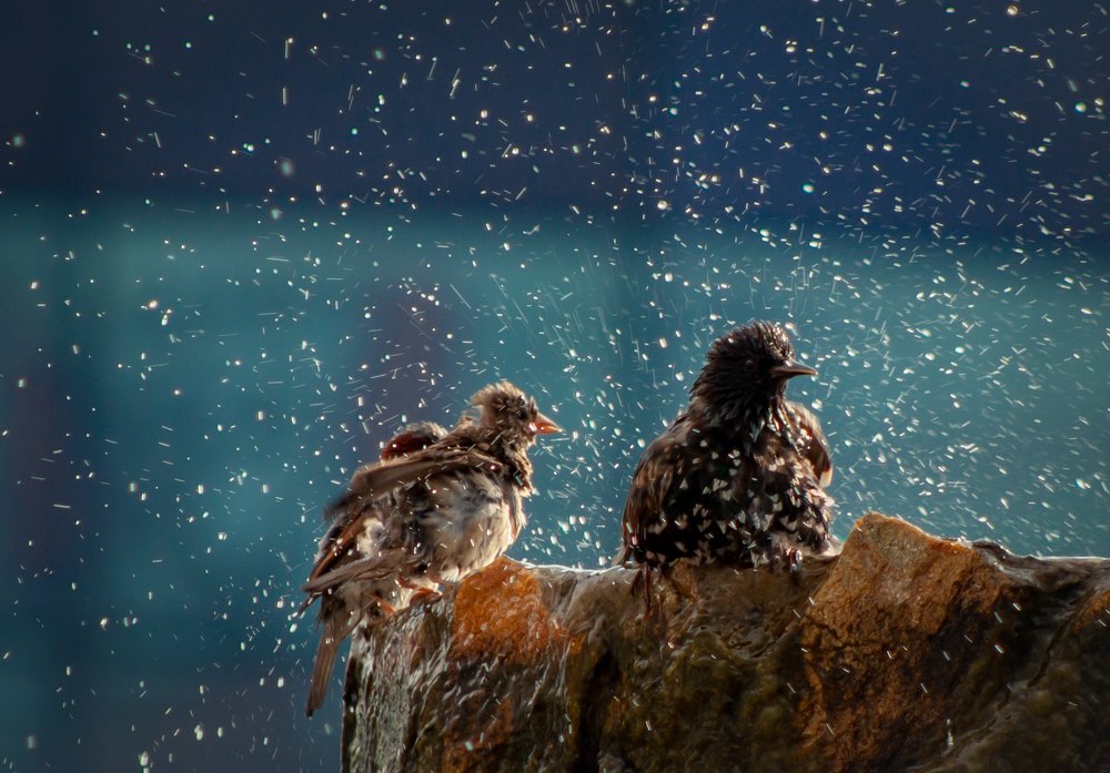 Photograph by Ольга Заповедная