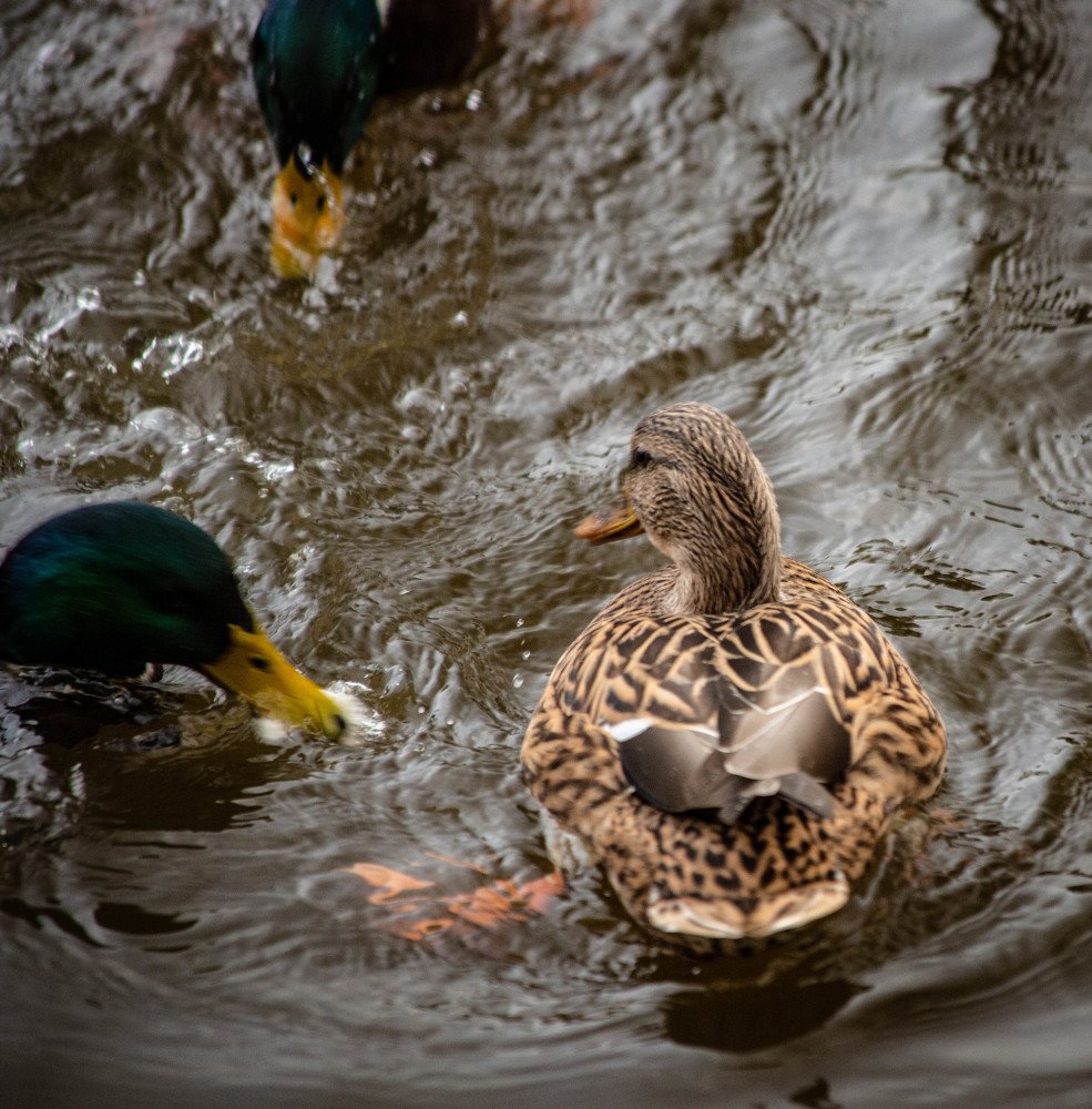Photograph by Ольга Сафронова