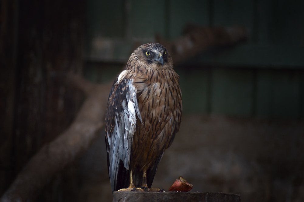 Лунь полевой