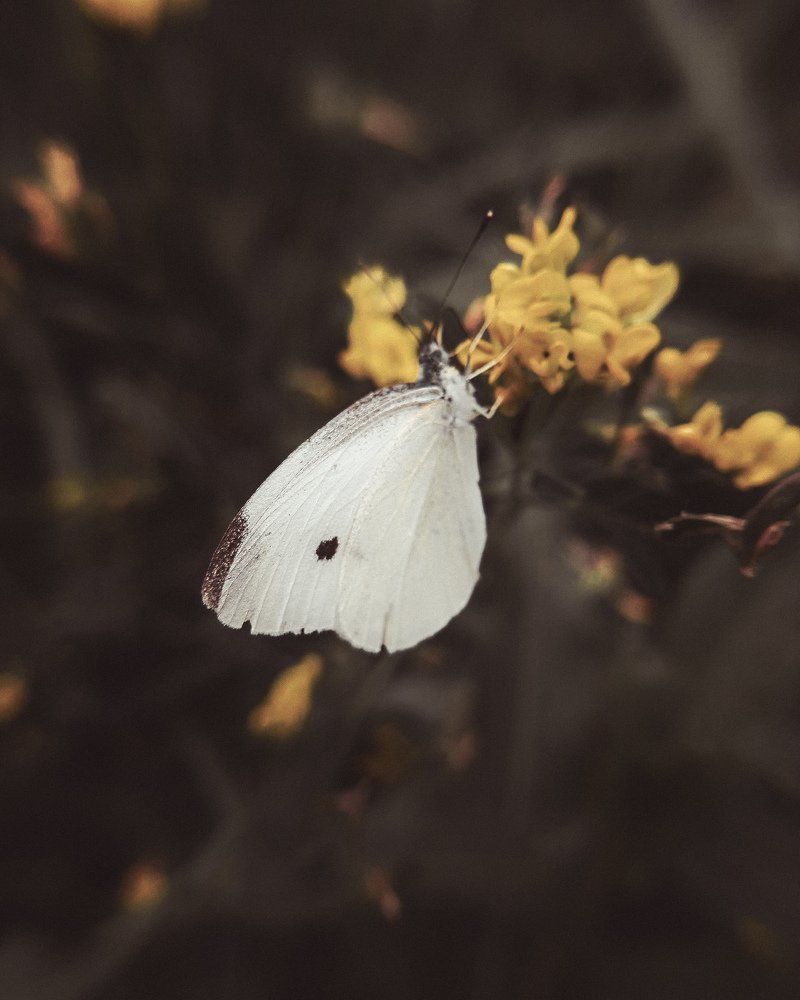 Photograph by Ирина Иванова