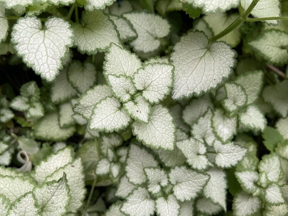 Фотография автора Елена Ельшина