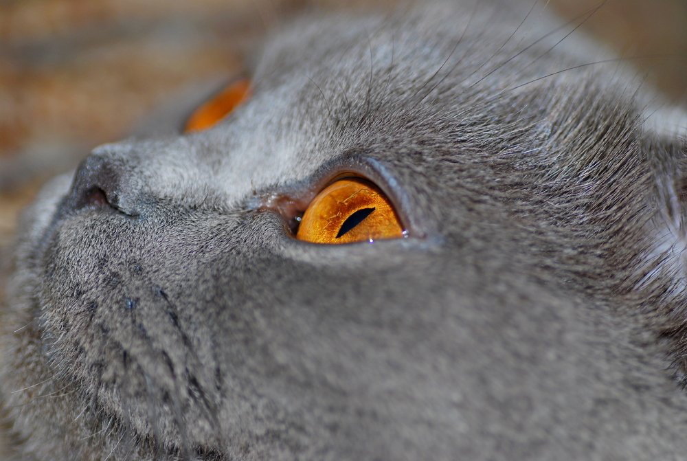 Photograph by Оксана Трофименко