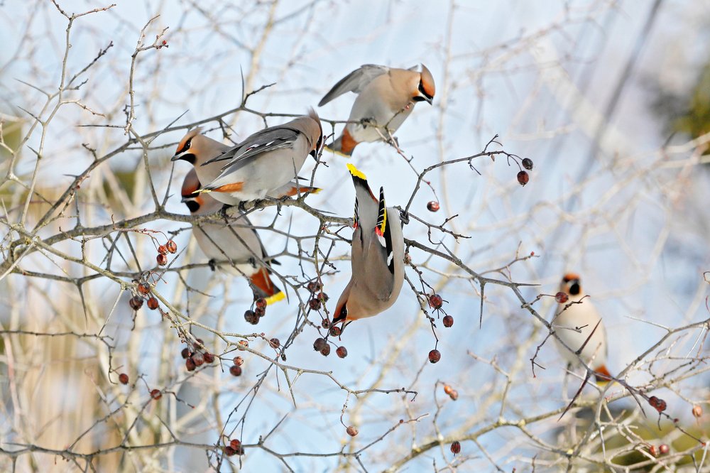 Свиристели