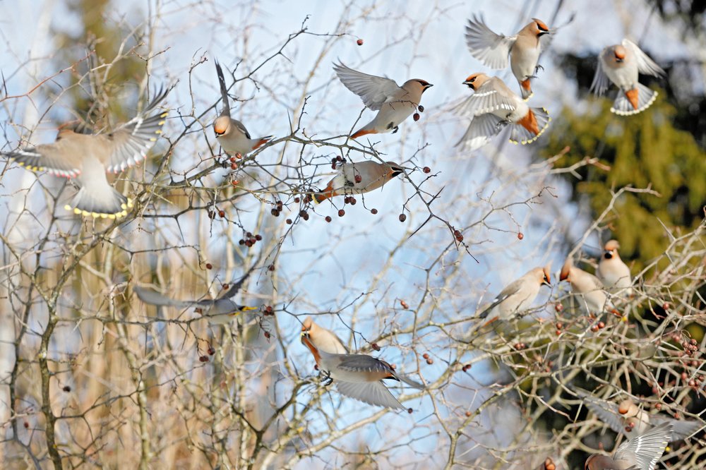 Свиристели