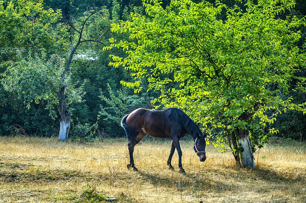 Осень в школе верховой езды