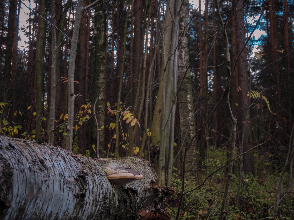 Photograph by Илья Лавренов