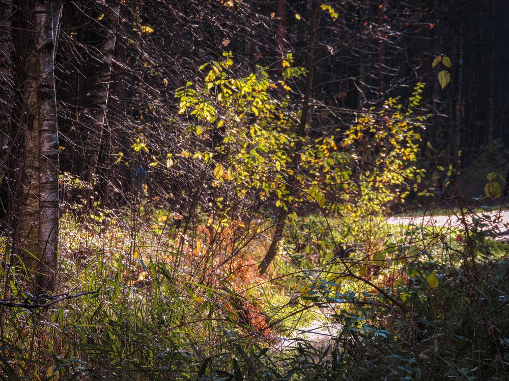 Photograph by Илья Лавренов