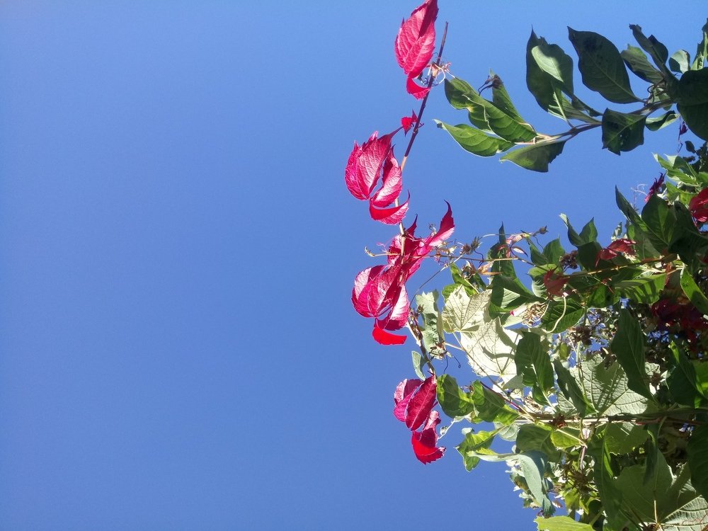 Photograph by Анна Шрамко