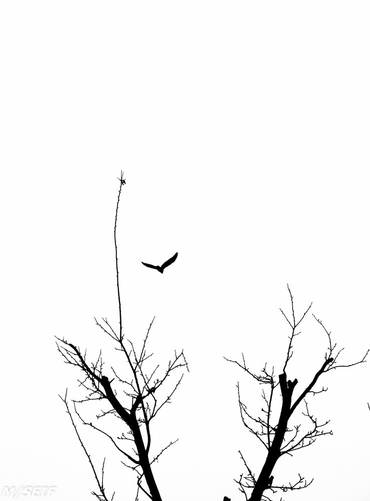 Photograph by Mahnaz Seif