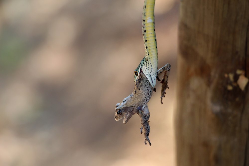 Photograph by Raquel Barao