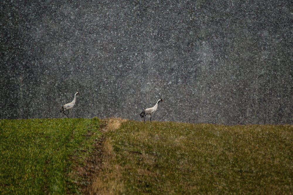 Photograph by Dzintra Zvagina