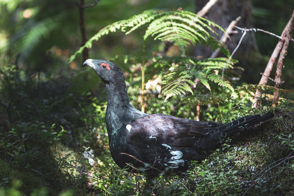 Photograph by Dzintra Zvagina