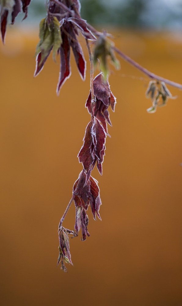 Photograph by Ирина Мутуль