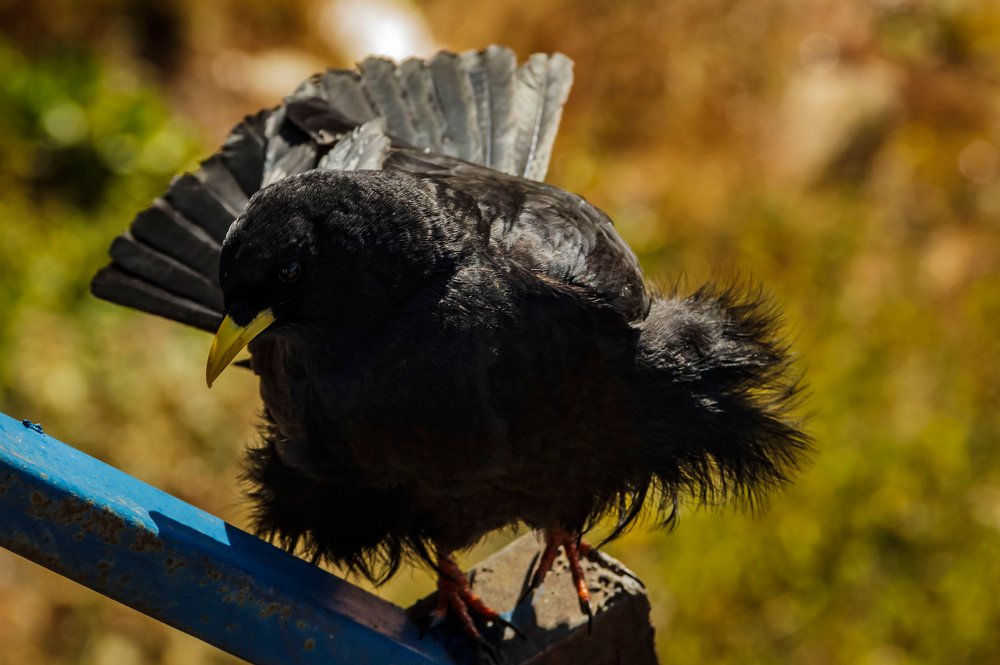 Горная галка. Высота 3500 м