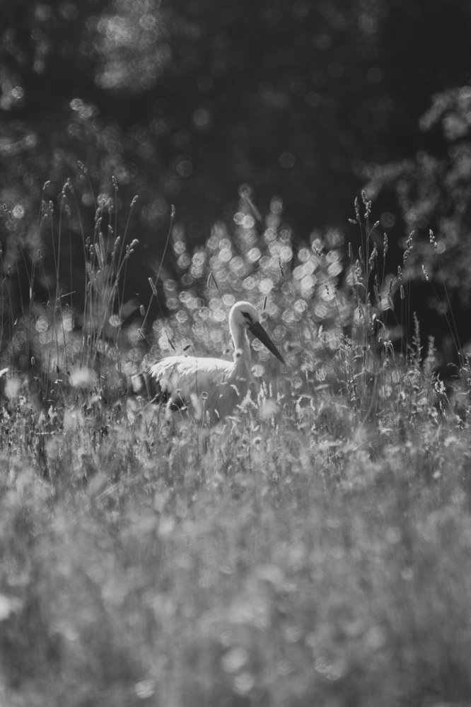 Photograph by Dzintra Zvagina