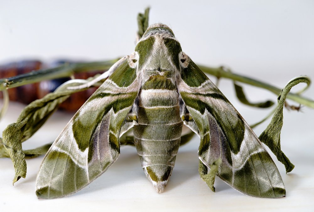 Photograph by Meng Poh Lee