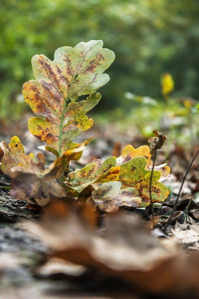 Photograph by Daniel Boca