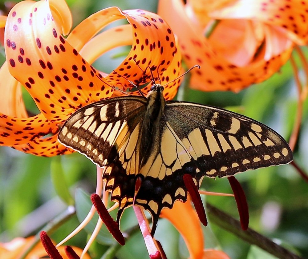 Фотография автора АЛЕКСАНДР ЦЫГЕЛЬНЮК