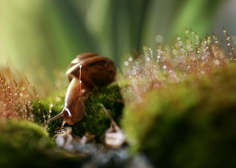 Photograph by Алла Корлыханова