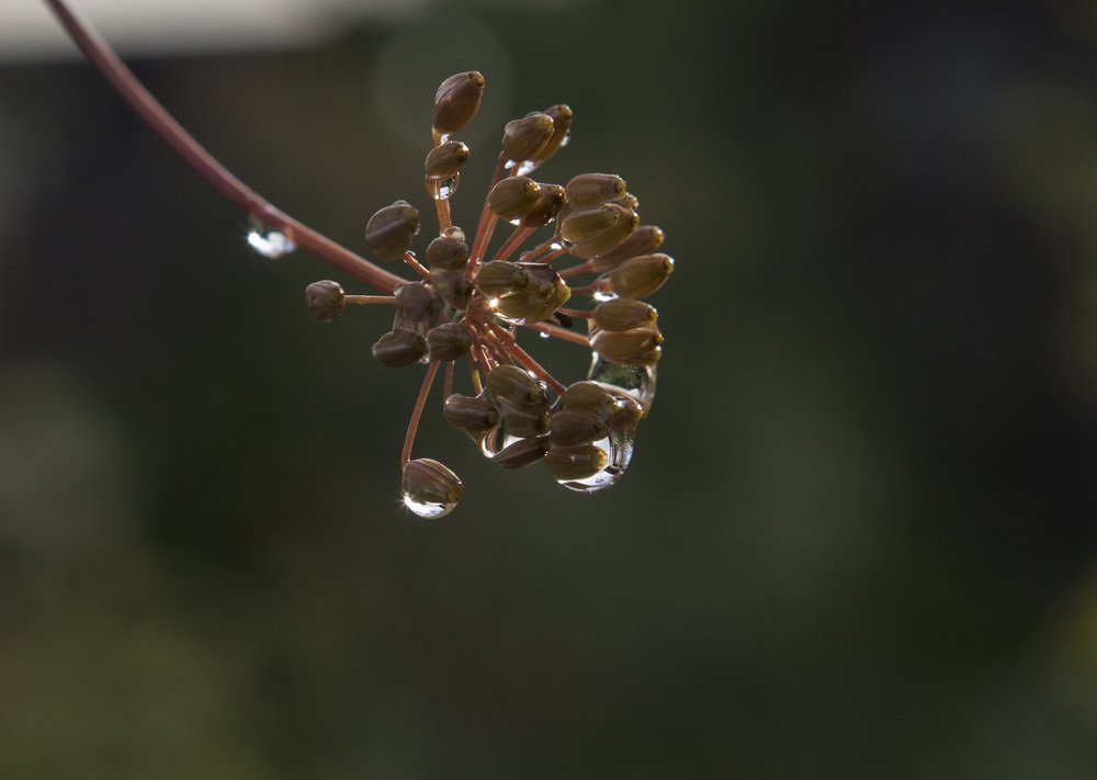 Photograph by Ирина Мутуль