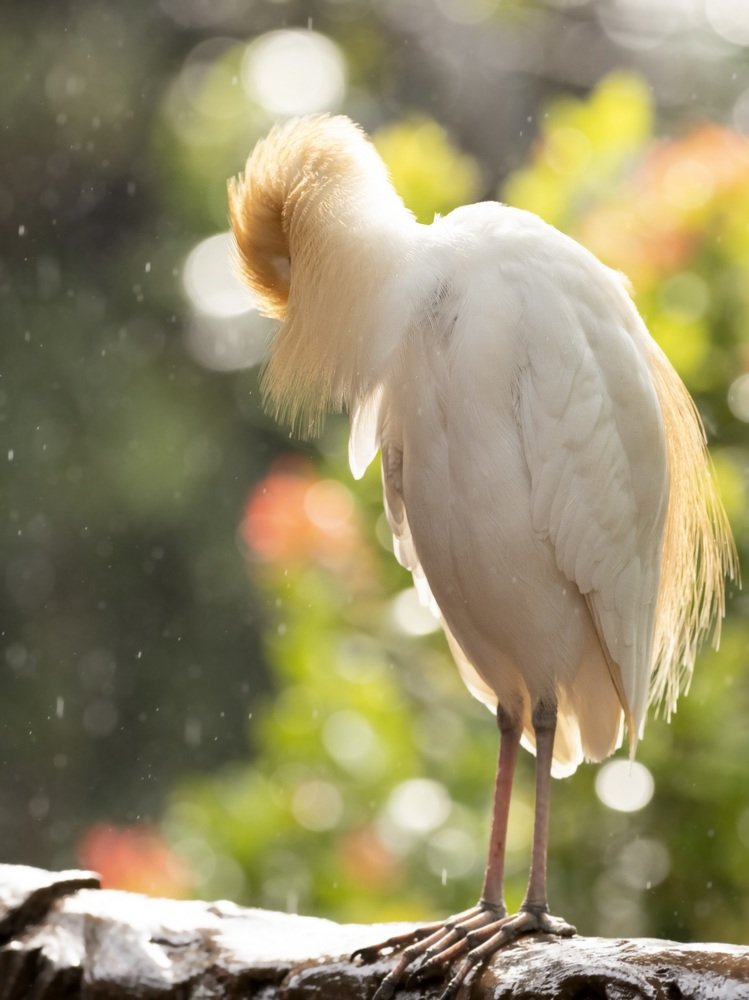 Photograph by Catherine Chong