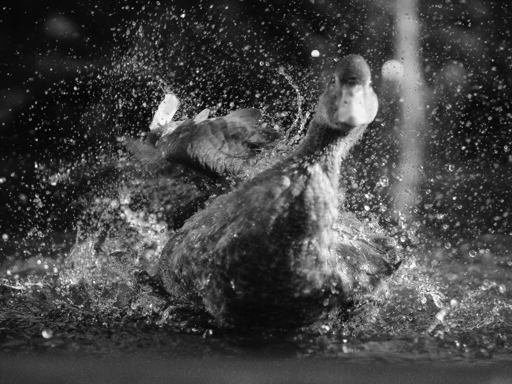 Photograph by Светлана Богомолова