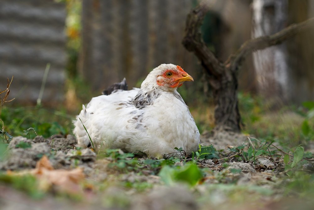 Photograph by Ксения Щербакова