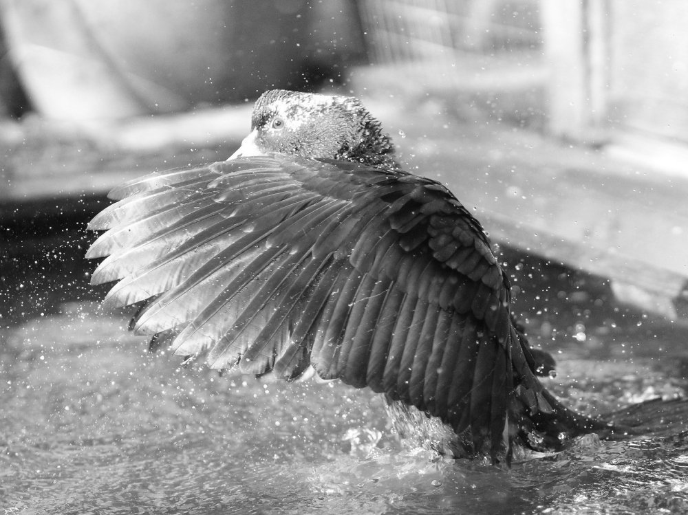 Photograph by Светлана Богомолова