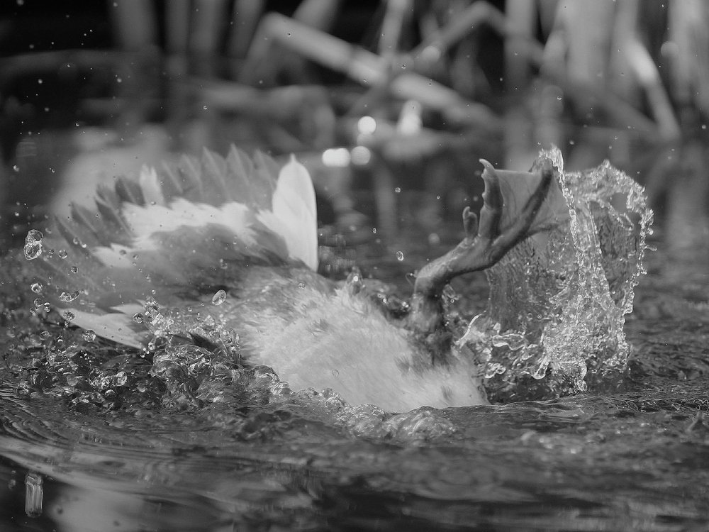 Photograph by Светлана Богомолова