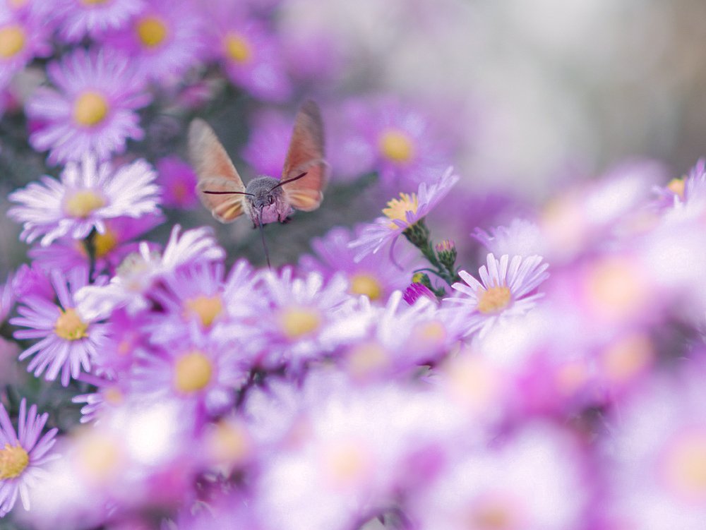 Photograph by Александр Белянский