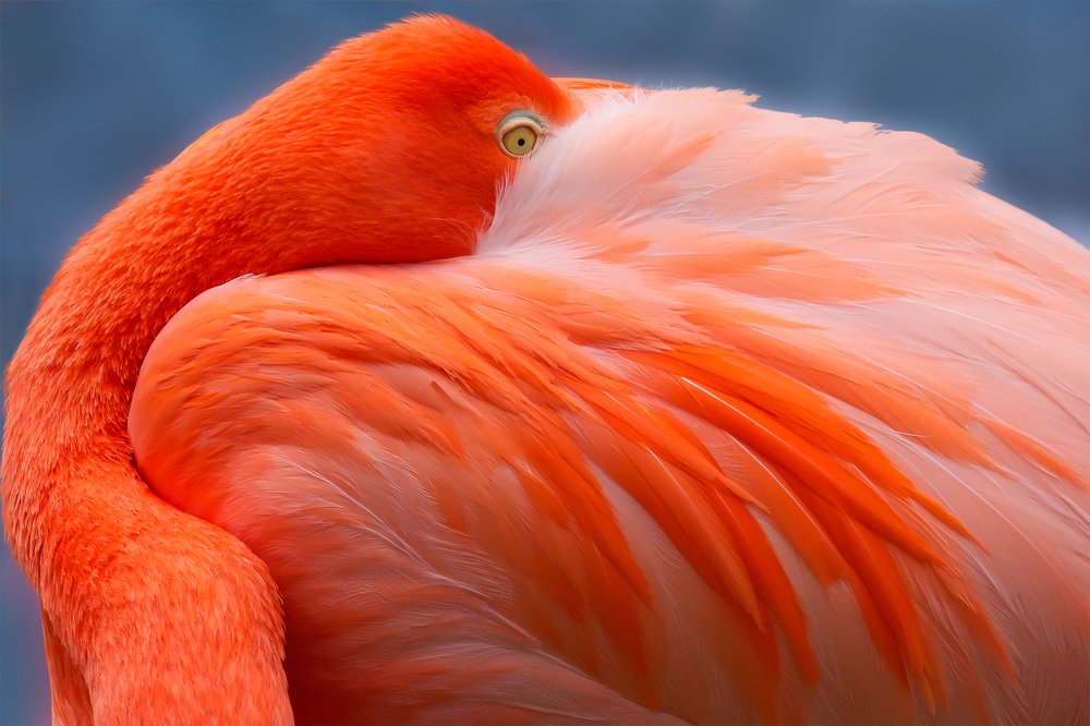 Спрятался...