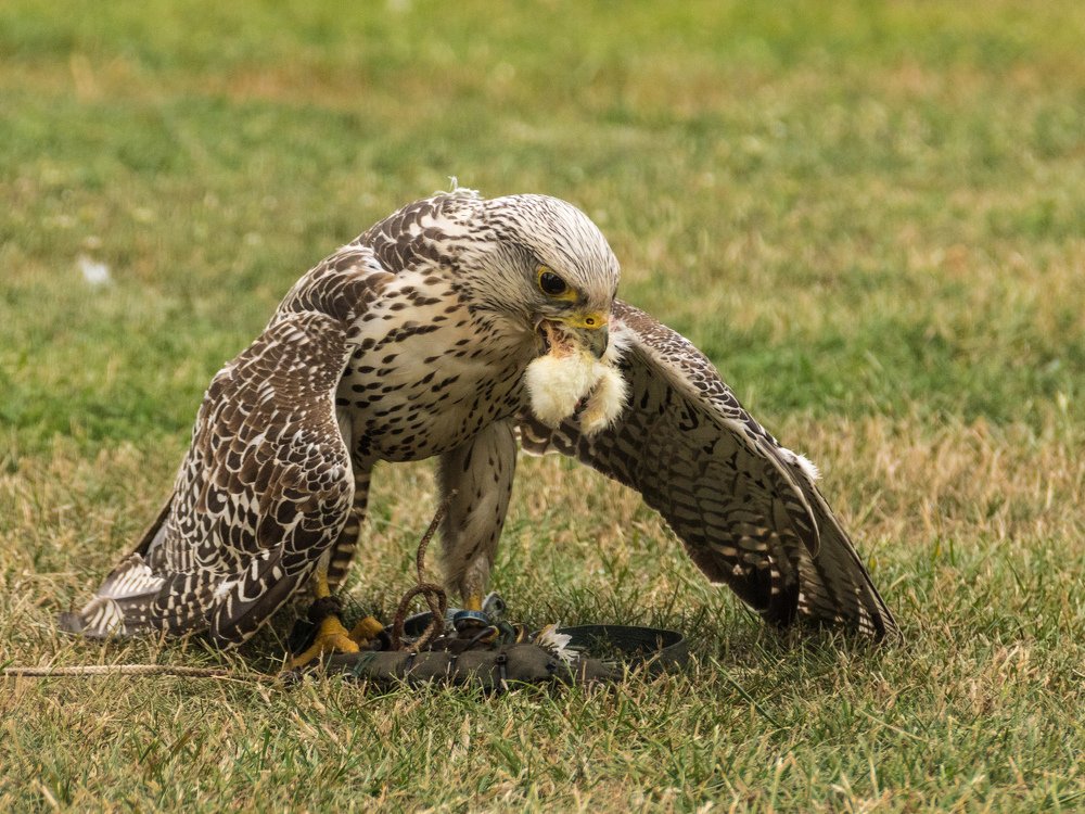 Сокол - балобан