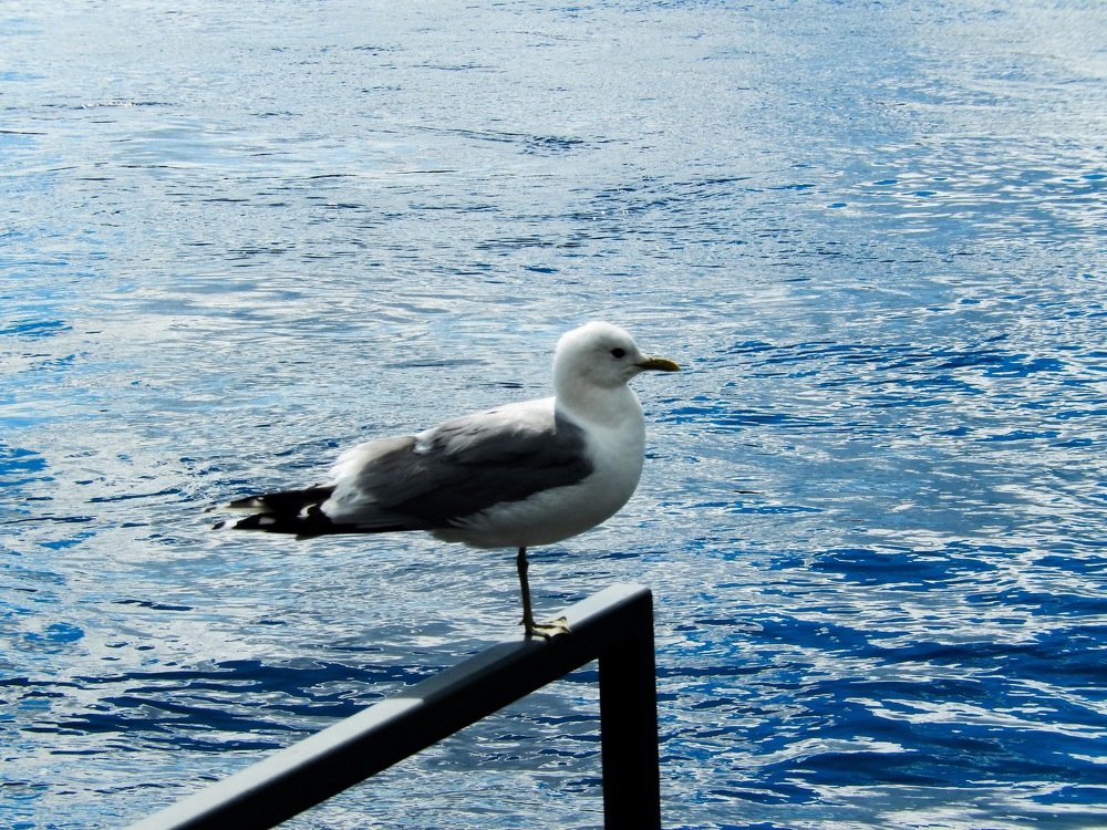 Фотография автора Климентий