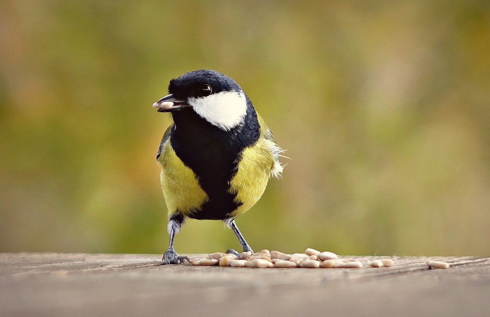 Позировала и получила вкусное угощение...