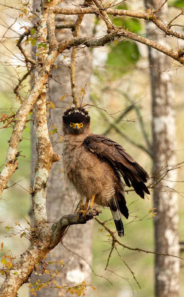 Фотография автора Sumankeerthi Sargent