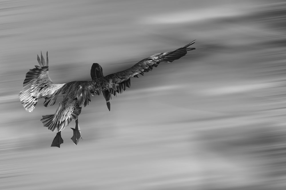 Фотография автора Yako Laverde