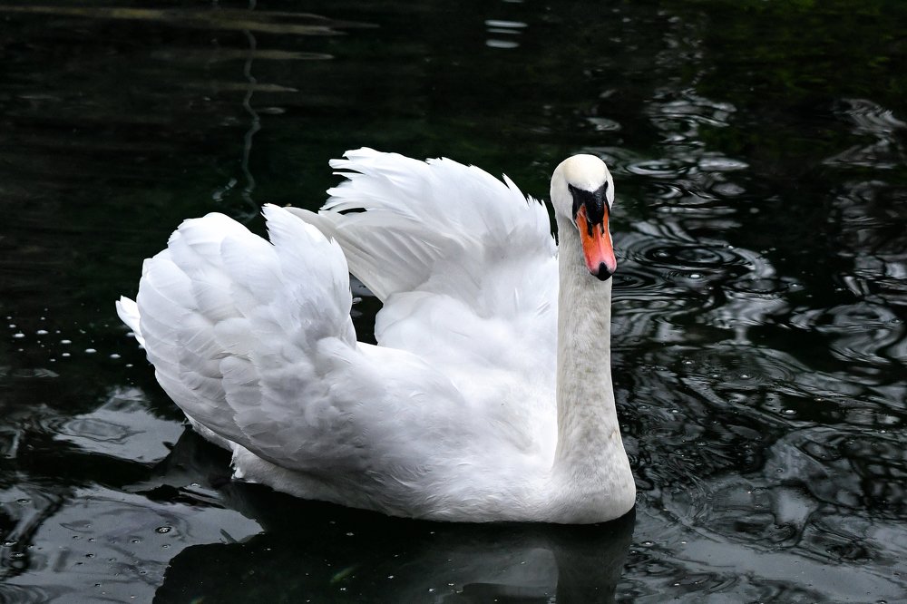 Photograph by Ирина Ульянова