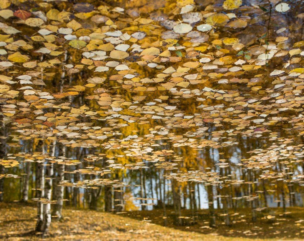 Отражение осени