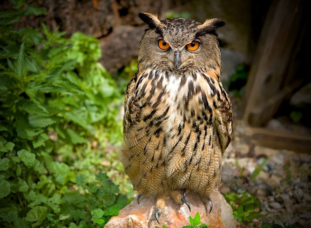 Photograph by Milan Uhrin