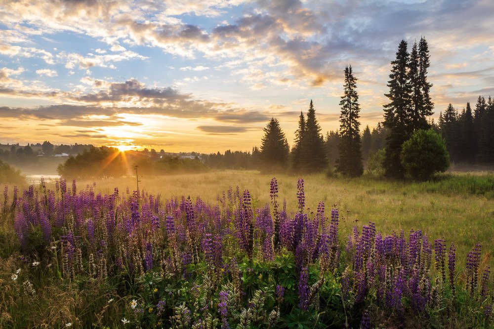 Утро на лугу