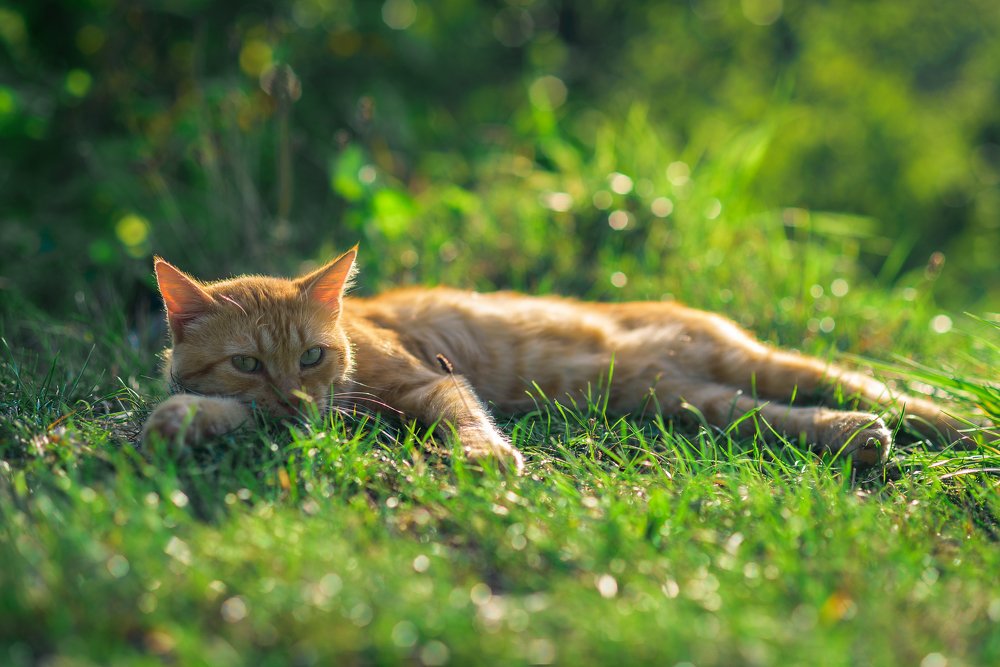 Кот на травке