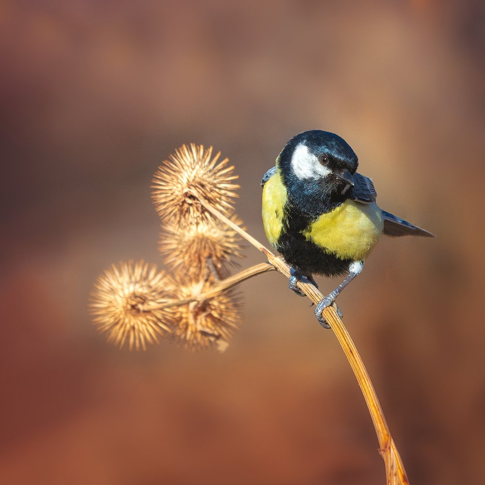 Photograph by sajjad saadat