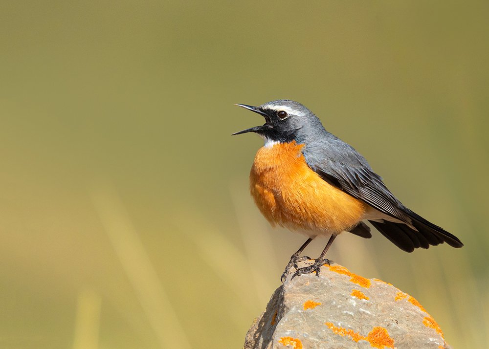 Photograph by sajjad saadat