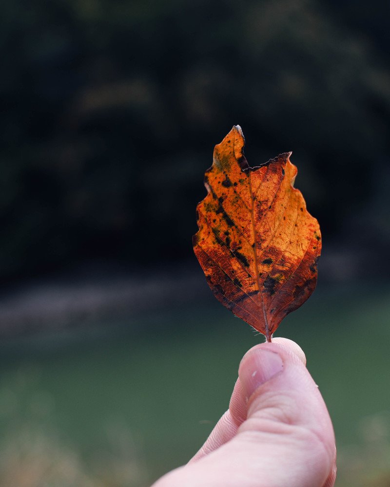 Photograph by Plesa Ioan Dan