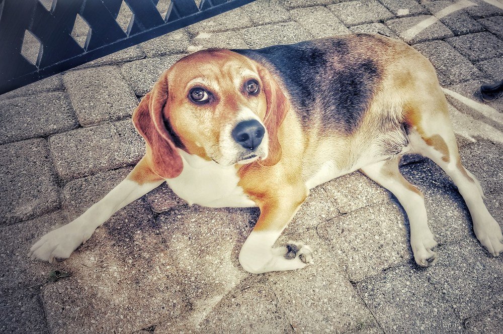 What your dog's eyes tell you?