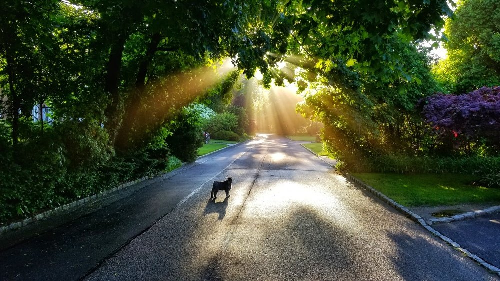 Morning walk with Pepper.